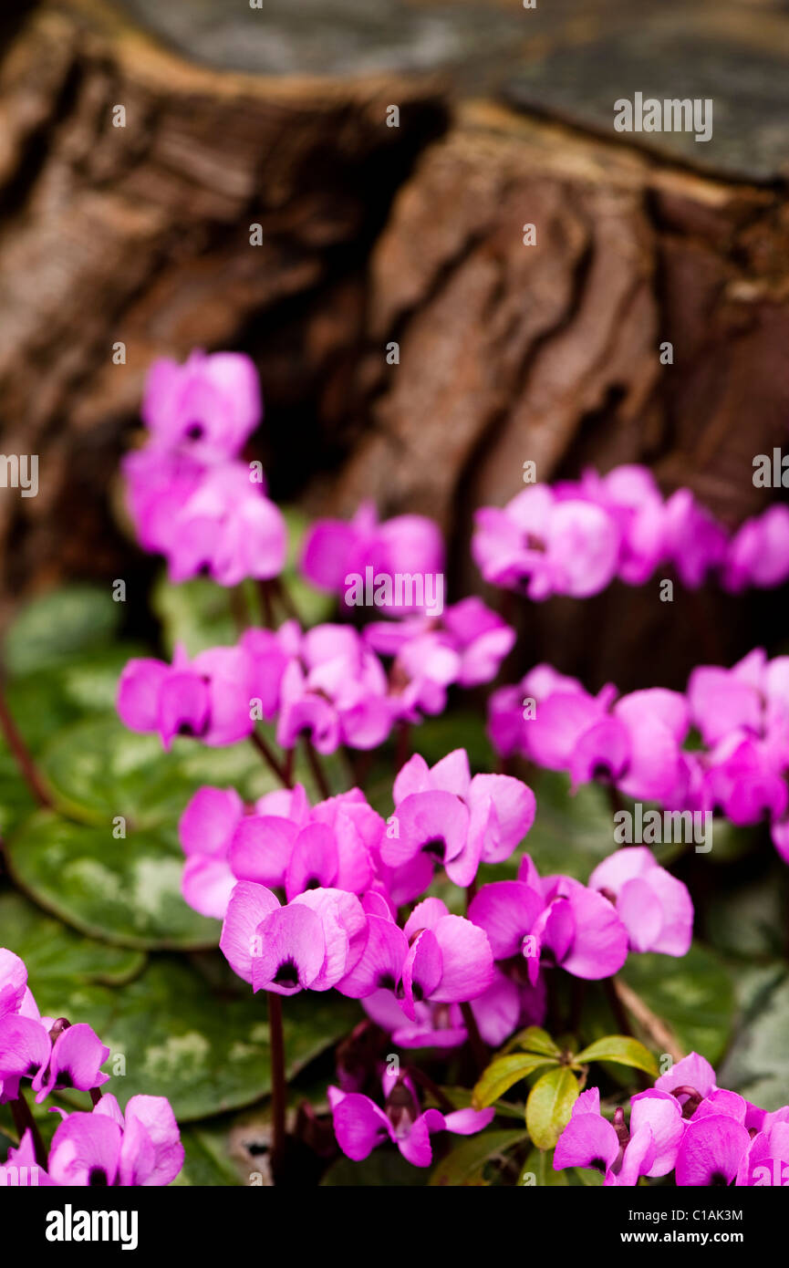 Cylamen coum in bloom in February Stock Photo