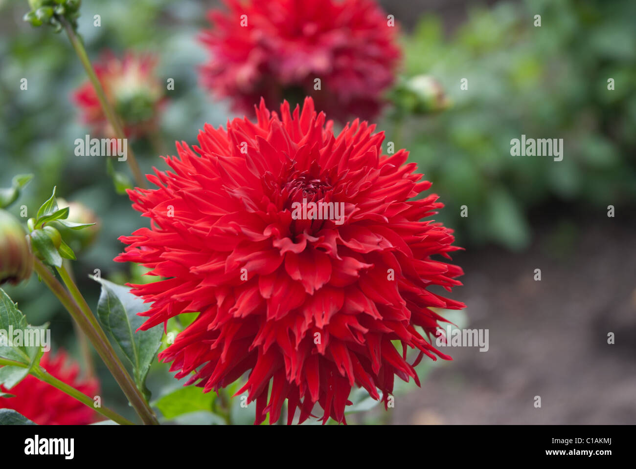 Dahlia Perennial Flower Skywalker Stock Photo