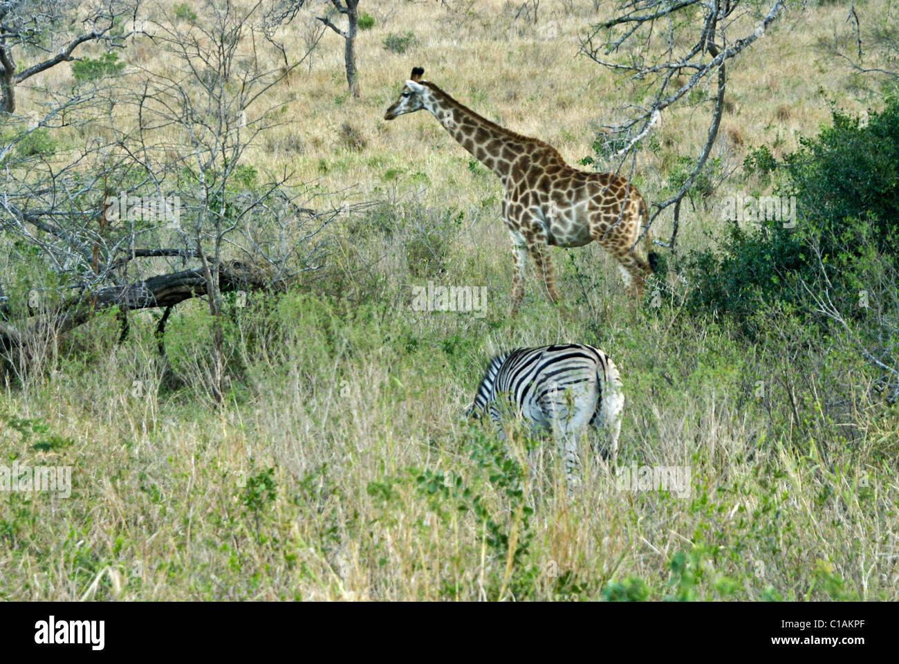 Southern giraffe and Burchell's zebra, Hluhluwe Game Reserve, Kwazulu-Natal, South Africa Stock Photo