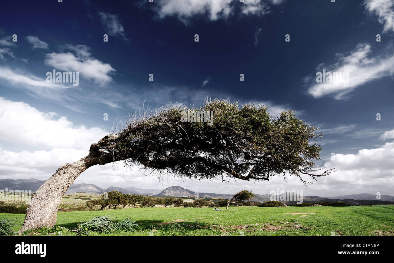 Windy trees, Sulcis, Iglesias (CI), Sardinia, Italy , Europe Stock