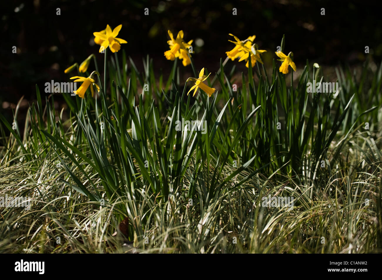 Narcissus ‘Peeping Tom’, Cyclamineus Daffodils growing with Acorus gramineus ‘Variegatus’, Variegated Slender Sweet Flag Stock Photo
