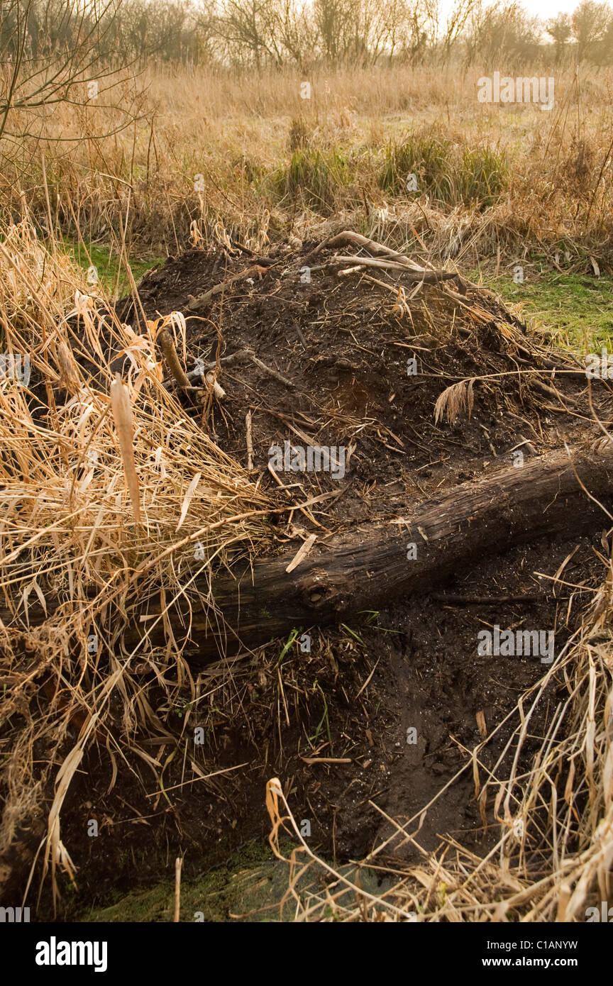 European beaver  (Castor fiber). Trial reintroduction project. Kent, UK. Beaver lodge. Stock Photo