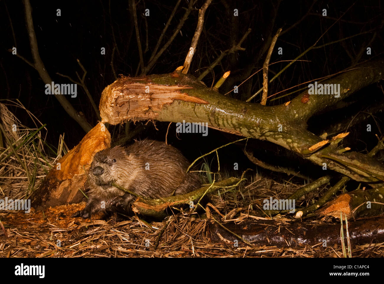European beaver (Castor fiber). Trial reintroduction project, Ham Fen Nature Reserve. Kent, UK. DSLR Camera trap photo. Stock Photo