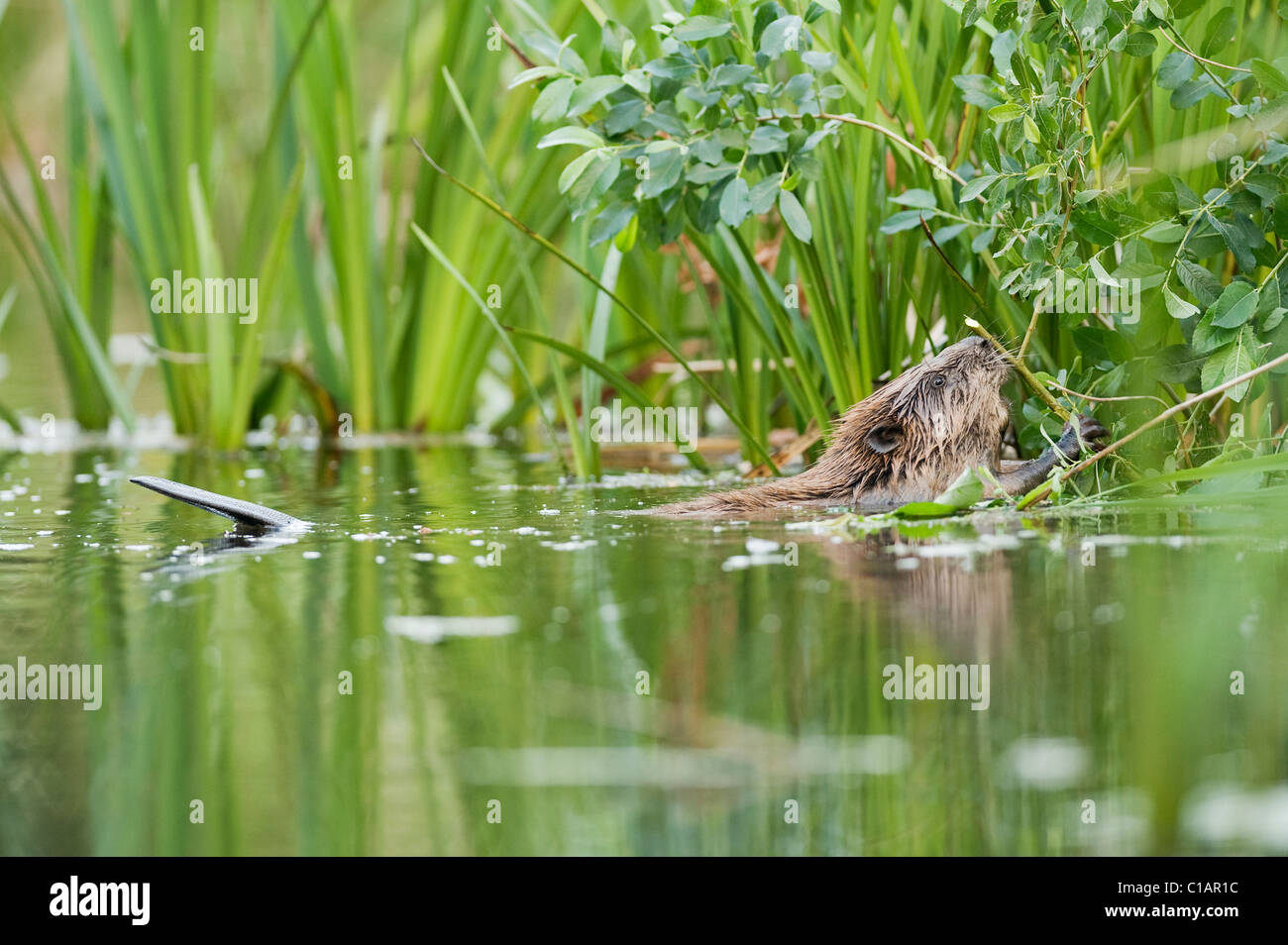 European beaver (Castor fiber). Trial reintroduction project, Ham Fen Nature Reserve. Kent, UK. Adult feeding on willow. Stock Photo
