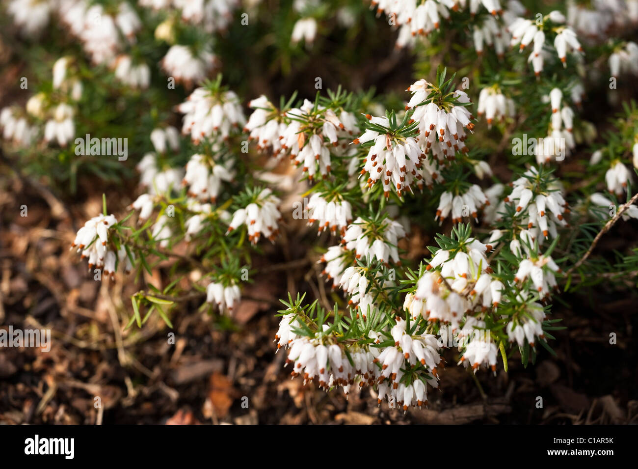 Erica carnea forma alba ‘Isabell’ in bloom Stock Photo