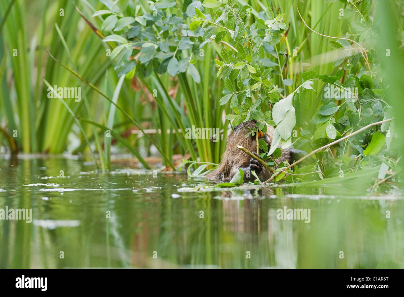 European beaver (Castor fiber). Trial reintroduction project, Ham Fen