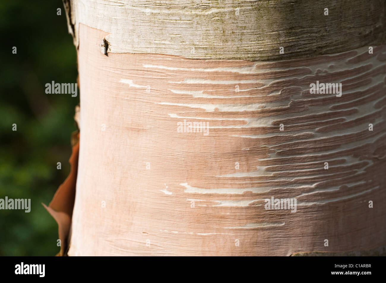 Bark of a Betula costata Stock Photo