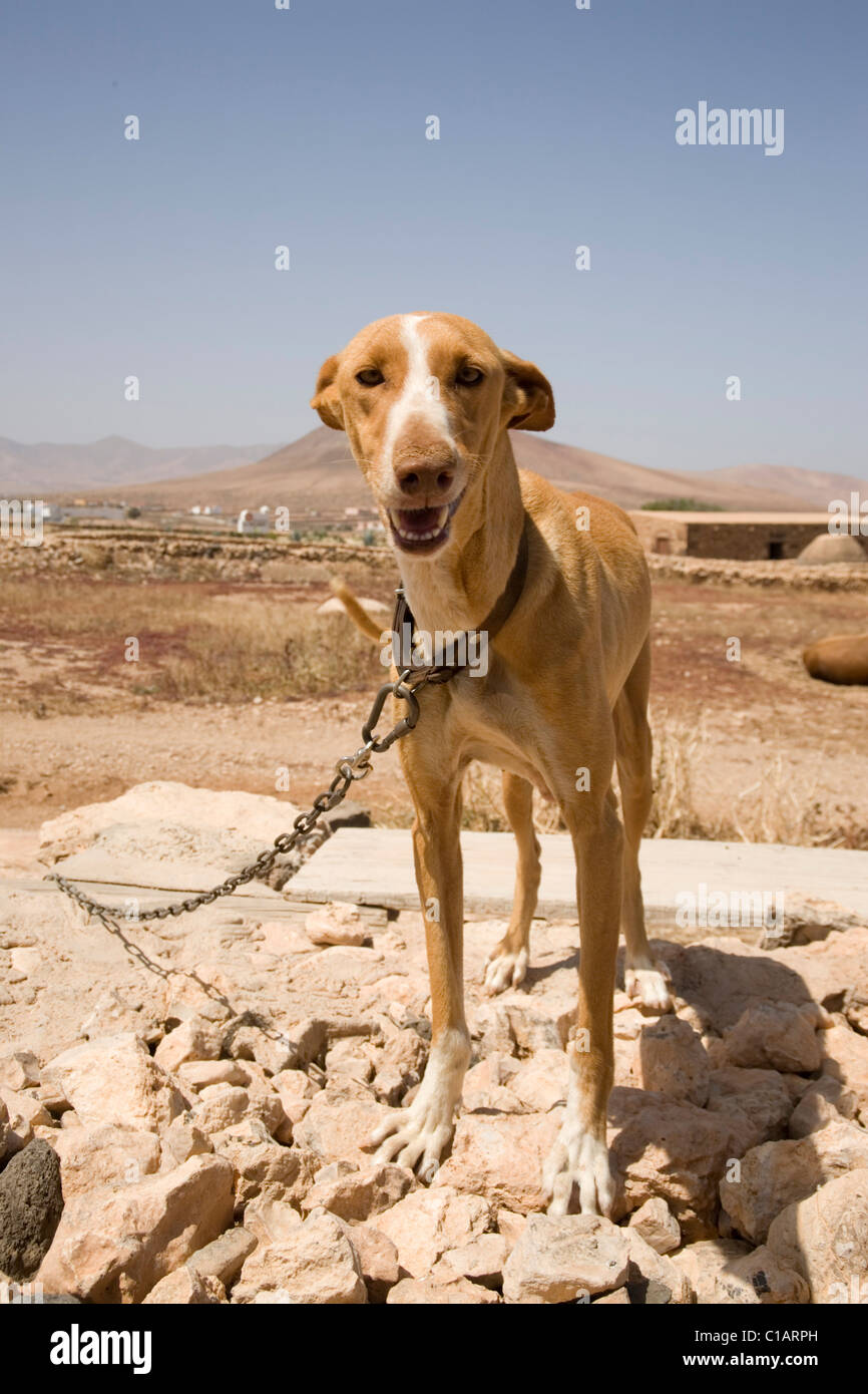 Canarian cheap hunting dog