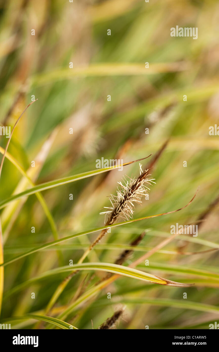 Carex morrowii ‘Variegata’, Japanese Grass Sedge, in March Stock Photo