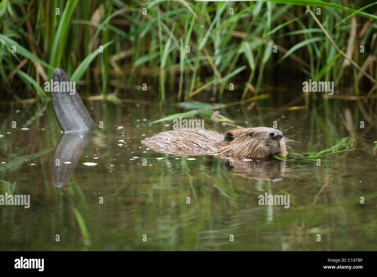 European beaver (Castor fiber). Trial reintroduction project, Ham Fen Nature Reserve. Kent, UK Stock Photo