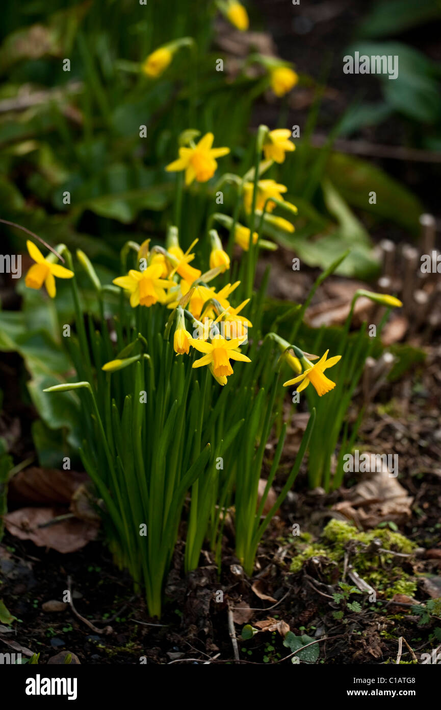 Narcissus ‘Jumblie’ in bloom Stock Photo