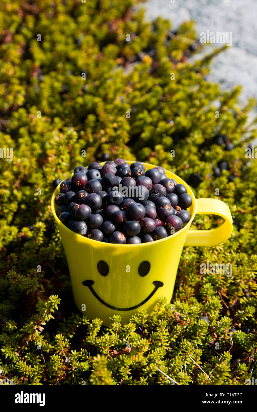 Freshly picked Crowberries, South Greenland. Stock Photo