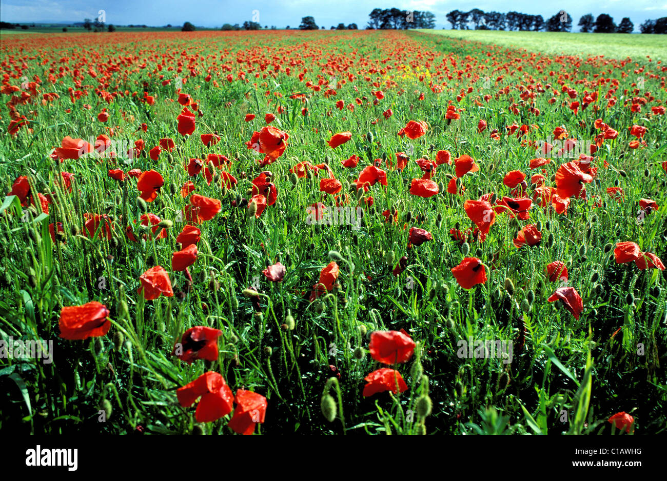 Poppies field in luberon france hi-res stock photography and images - Alamy