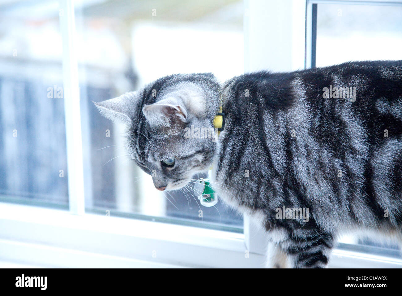 inquisitive tabby cat on window sill Stock Photo - Alamy