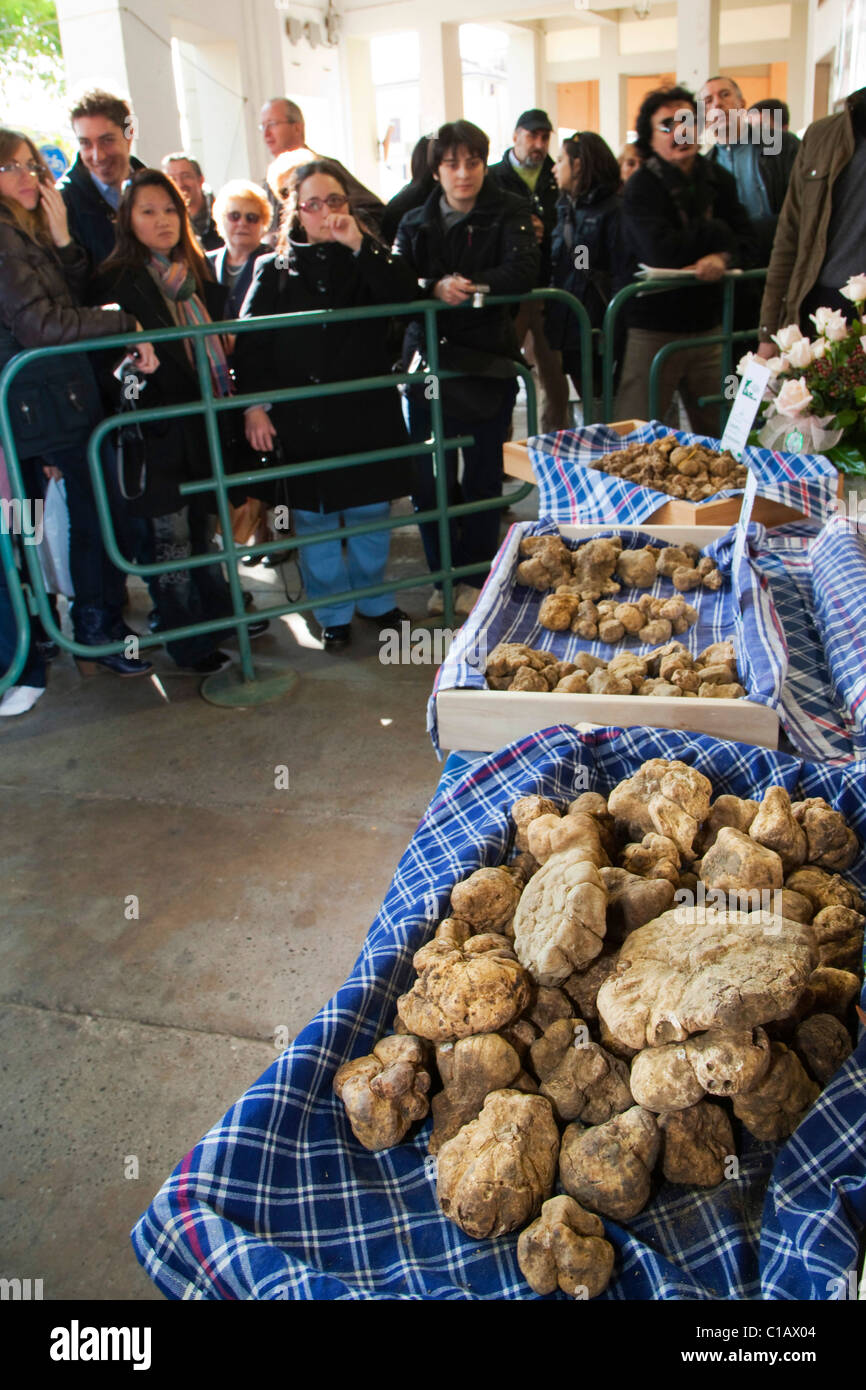 Moncalvo National Truffle Fair, batches of white truffles ready for the contest, Asti, Piedmont