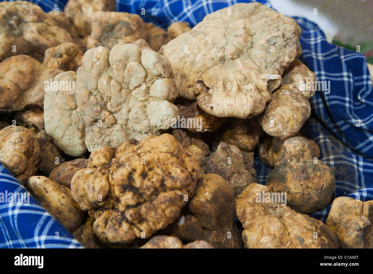 Moncalvo National Truffle Fair, a batch of big white truffles (Tuber magnatum), Asti, Piedmont, Italy, Europe Stock Photo