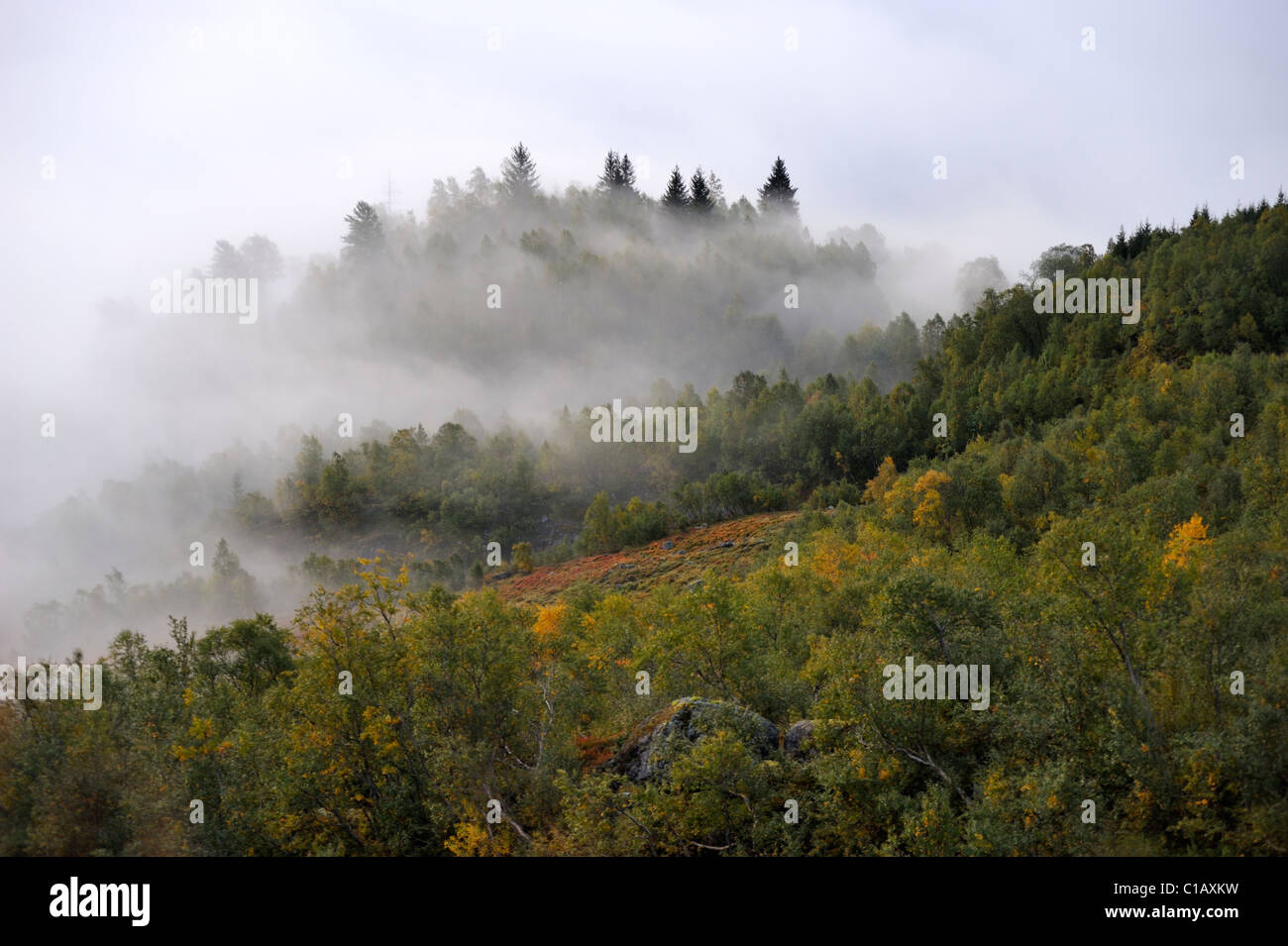 The night fog is still laying in the fiord valley, Roldal Norway Stock ...