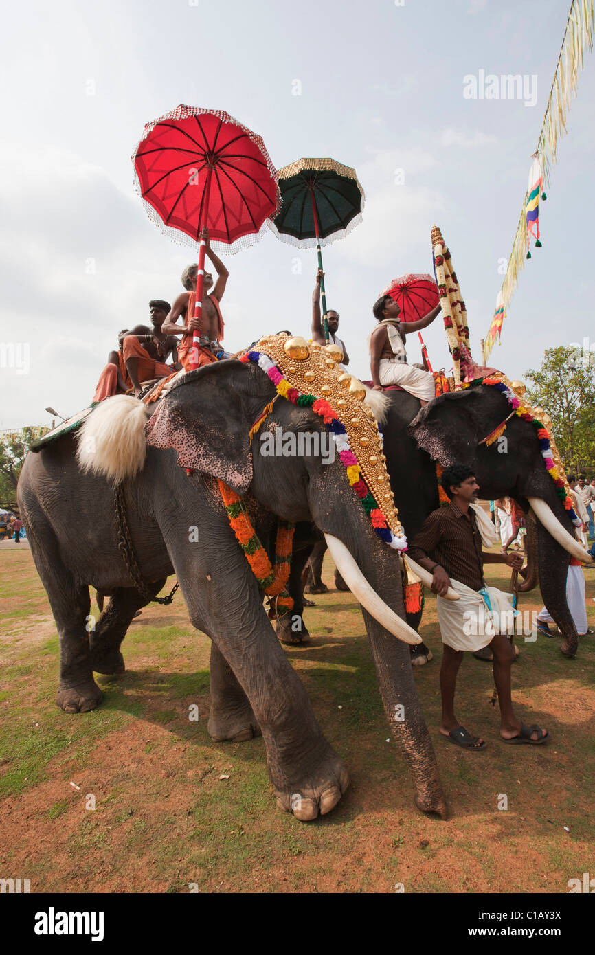 Elephant, Thrissur Pooram festival, Thrissur, Kerala, India, Asia Stock Photo