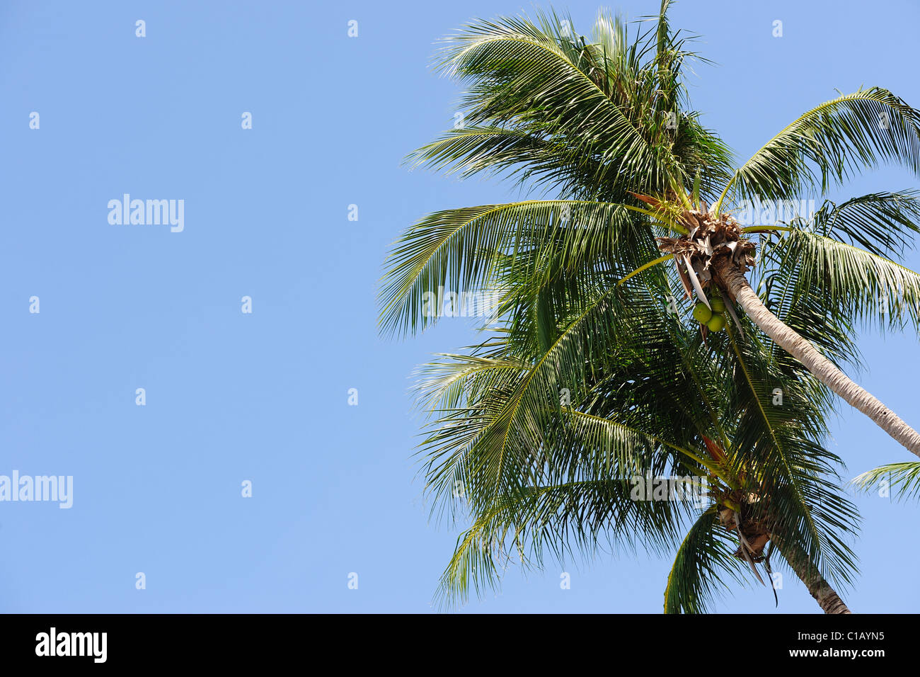 Two palm tree under the blue sky Stock Photo