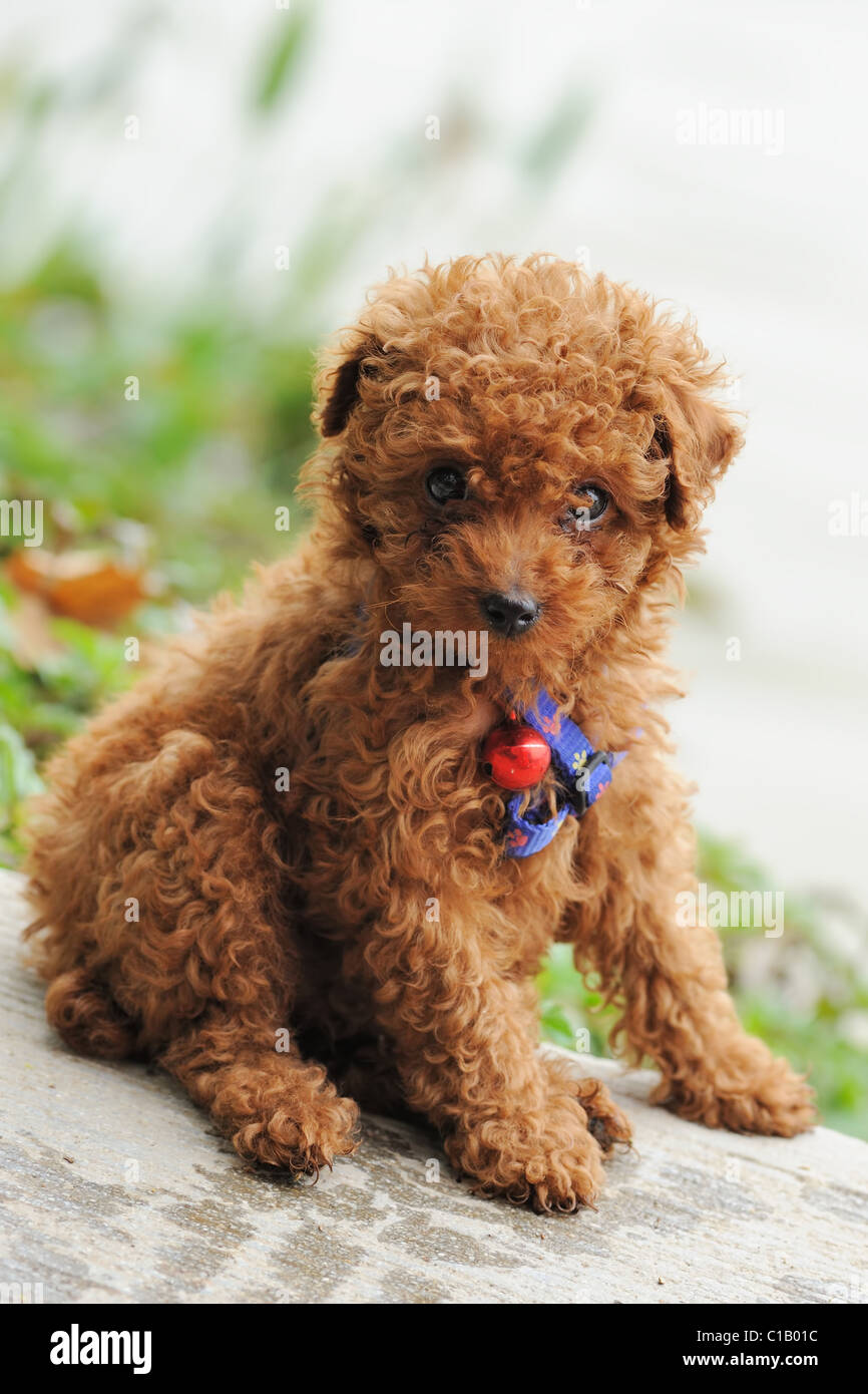 Golden toy shop poodle