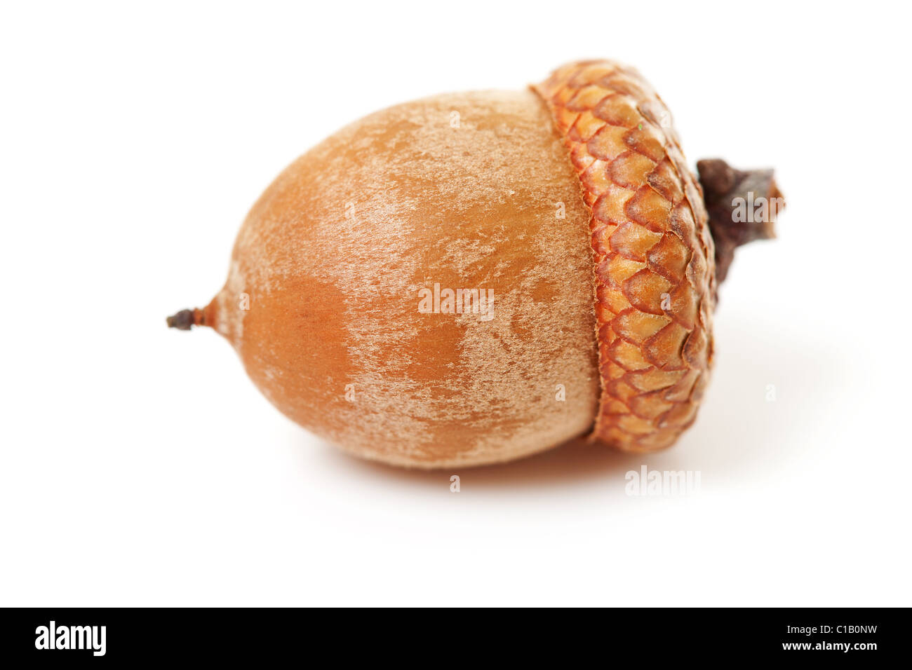 macro of single acorn over white background Stock Photo