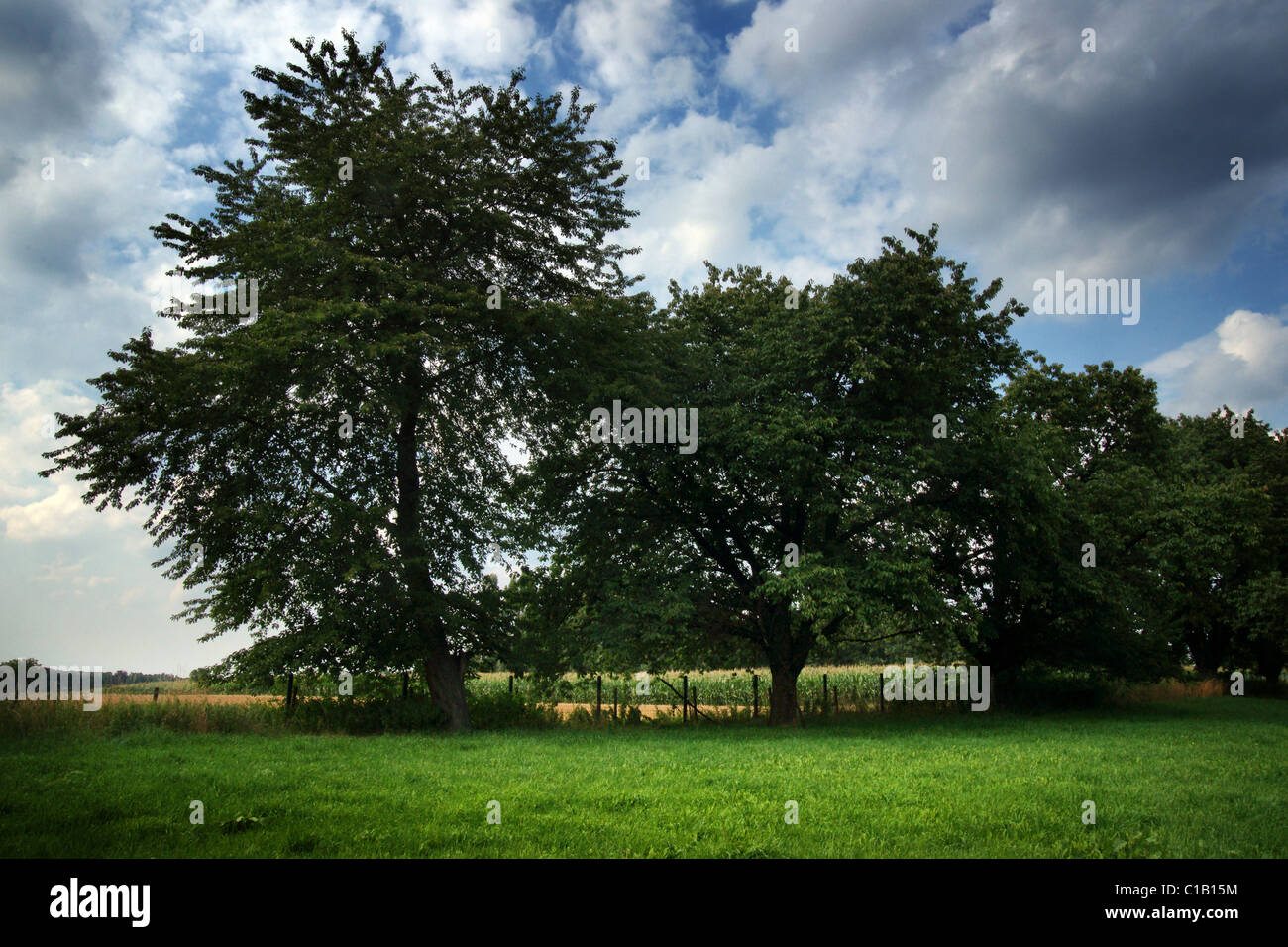 Clouds meadow tree hi-res stock photography and images - Alamy