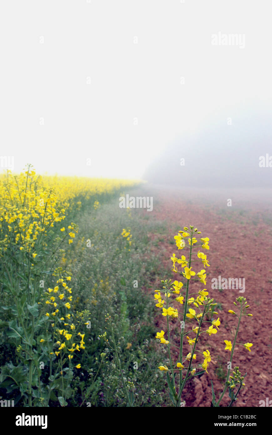 Summer in the countryside in Lithuania rapse field hidden in fog Stock Photo