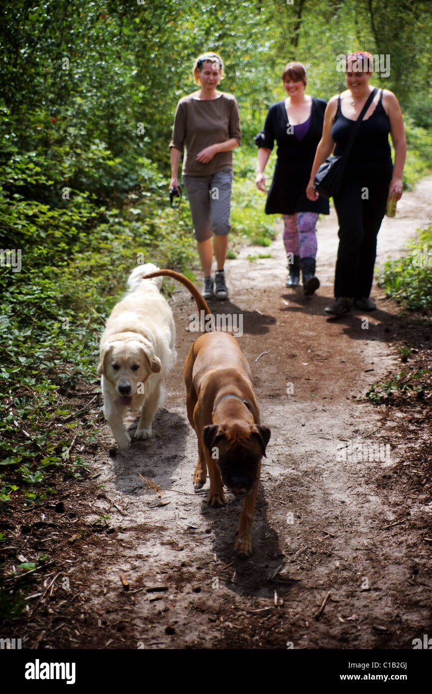 three women walking with two dogs Stock Photo Alamy