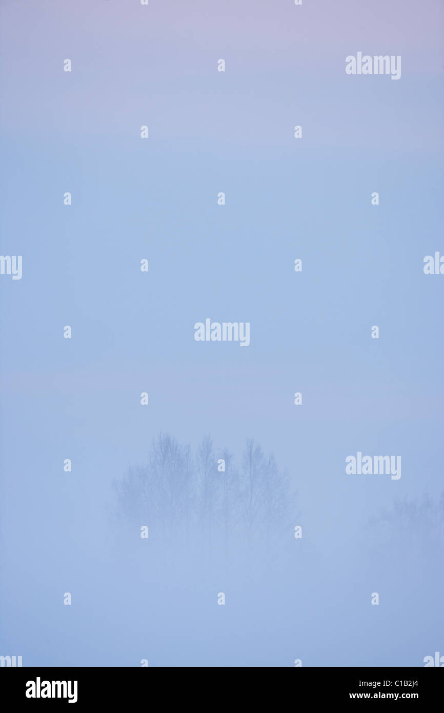 Trees in the mist Stock Photo - Alamy