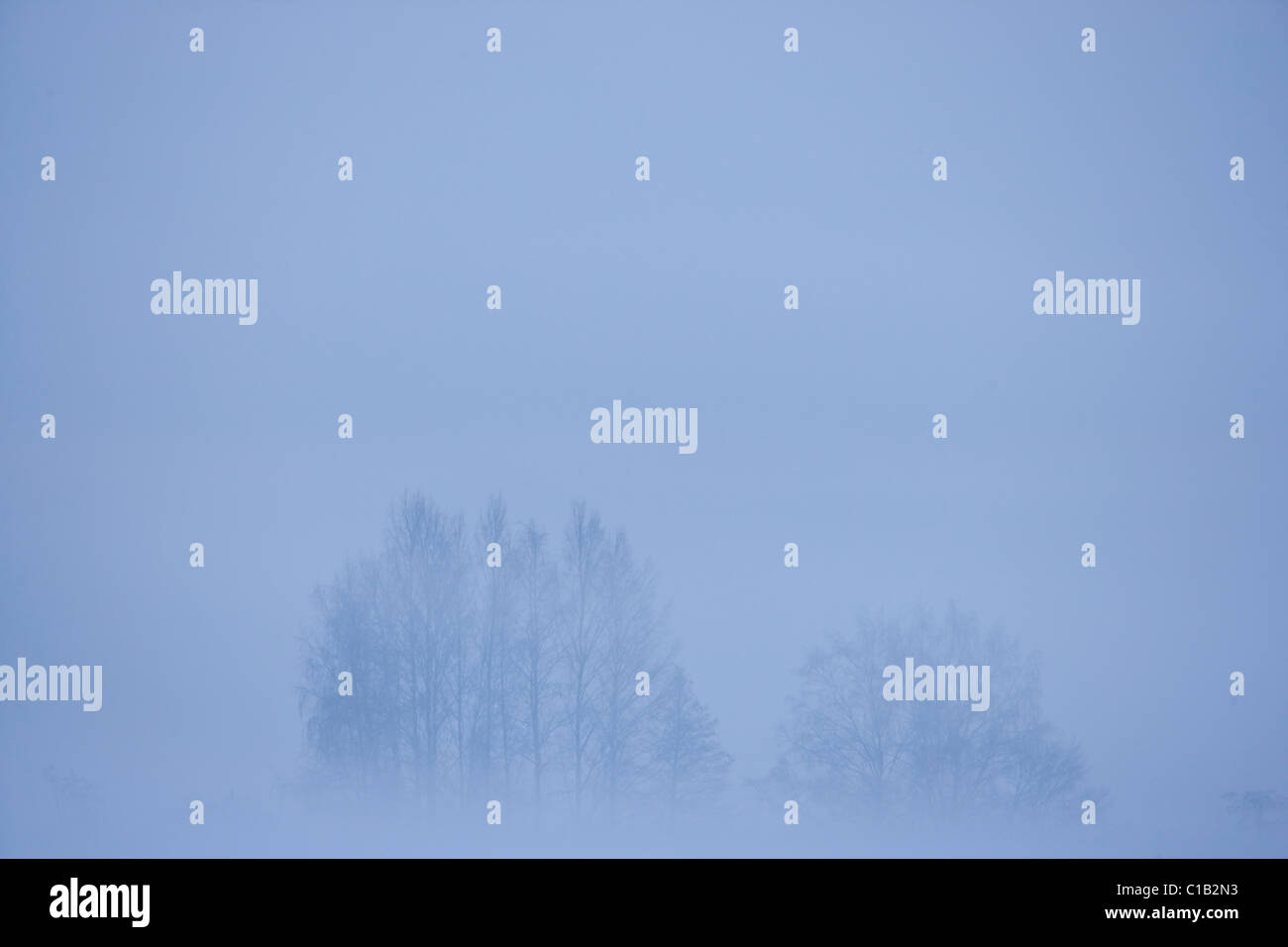 Trees in the mist Stock Photo - Alamy