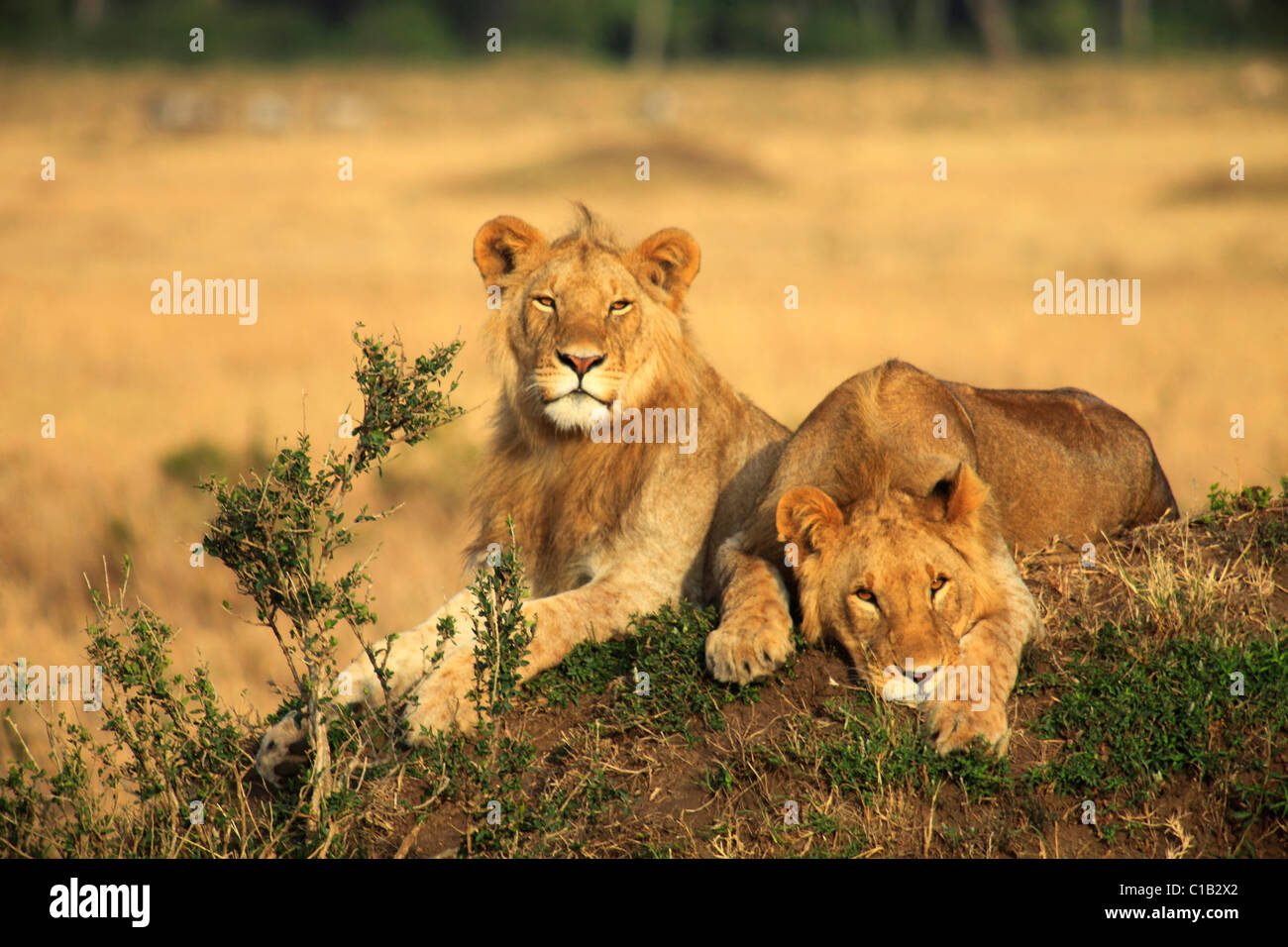 Lions of masai mara hi-res stock photography and images - Alamy