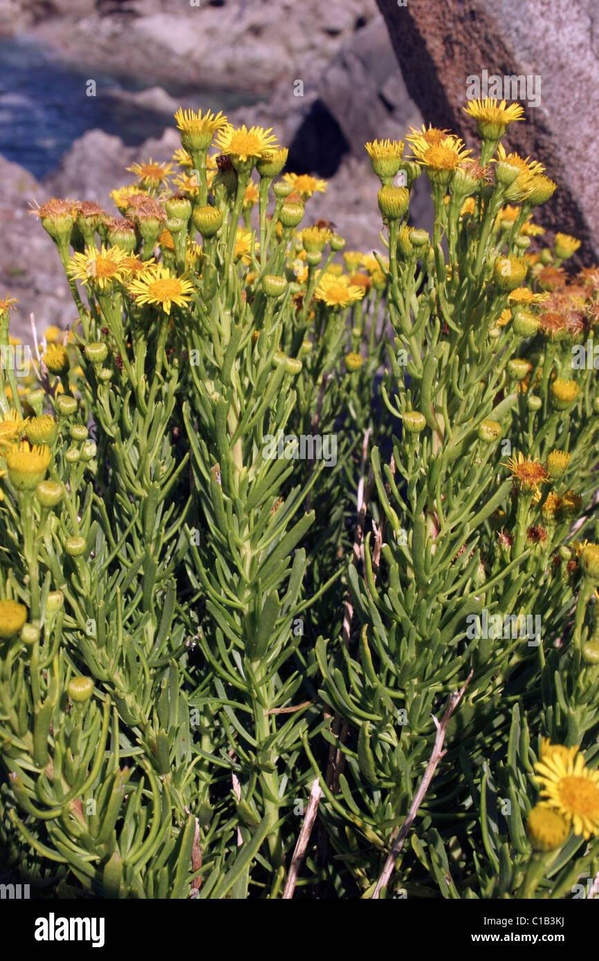 Golden-samphire (Inula crithmoides : Asteraceae), UK. Stock Photo