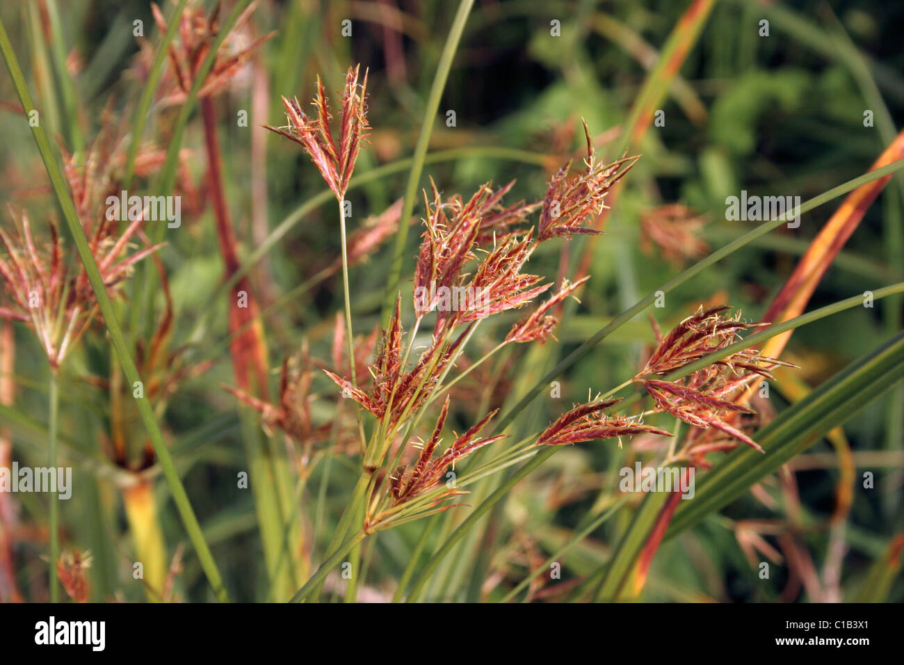 Galingale (Cyperus longus : Cyperaceae) sedge in a marsh, UK. Stock Photo