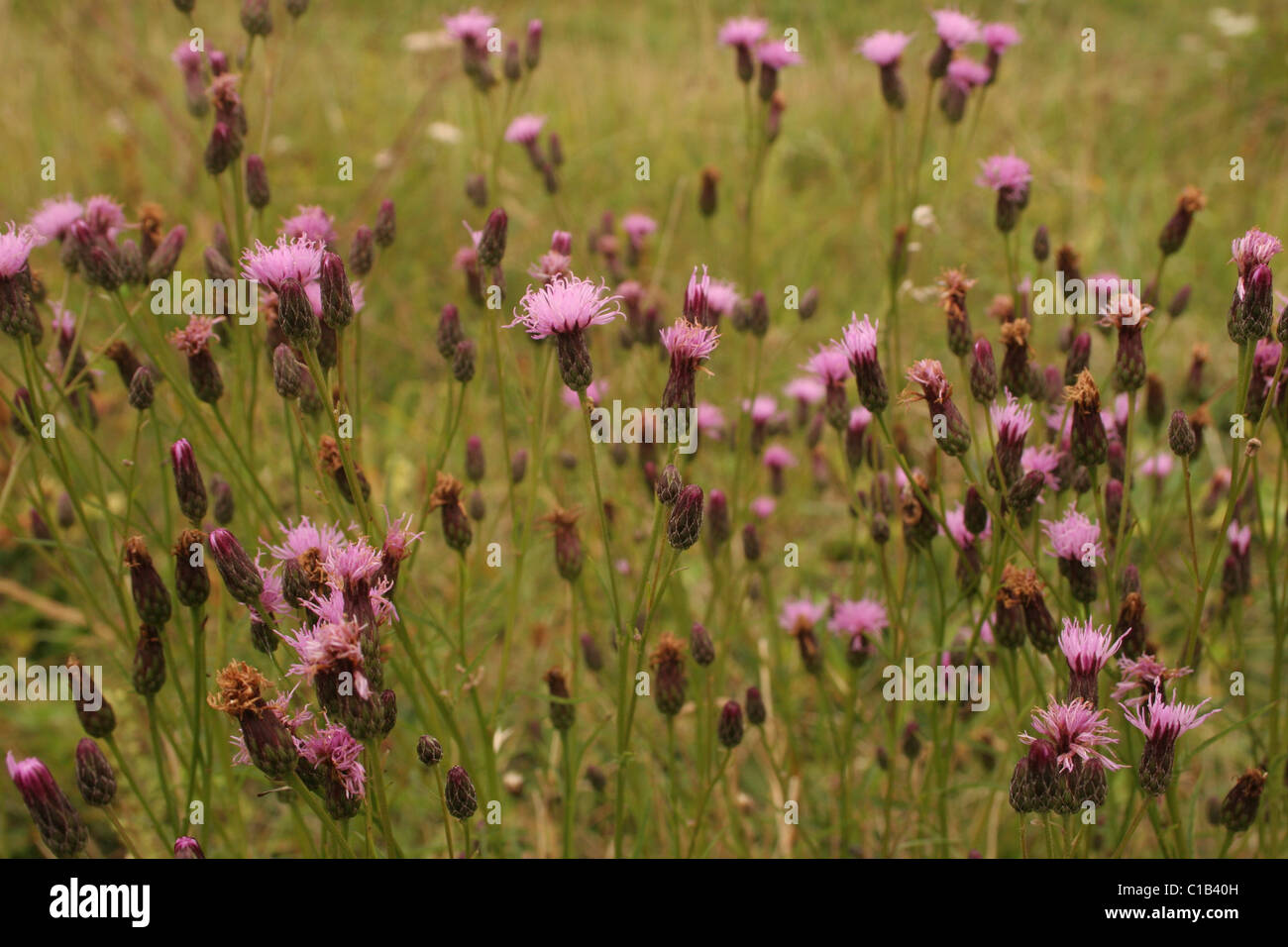 Saw-wort (Serratula tinctoria : Asteraceae), UK. Stock Photo