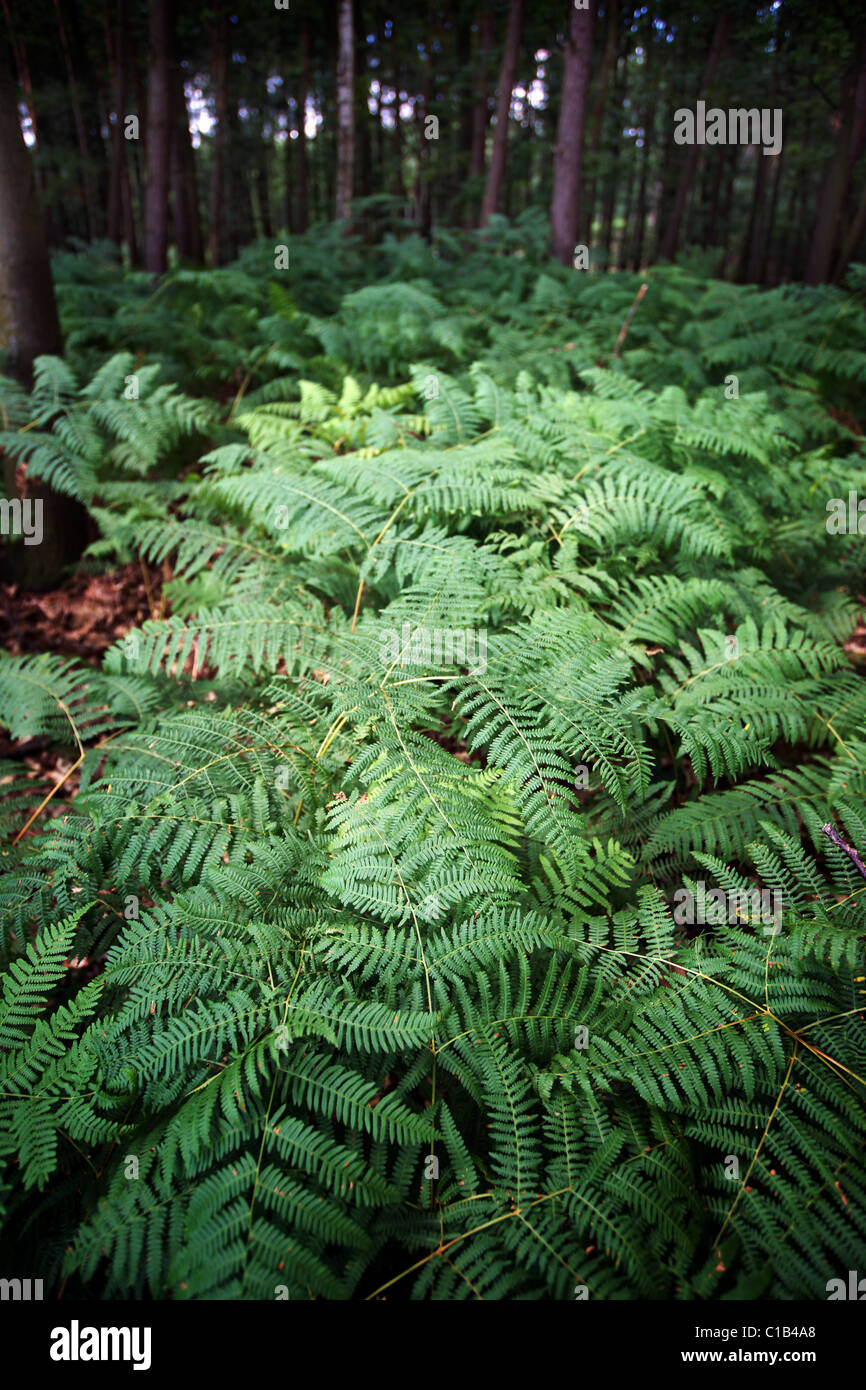 ferns in a forrest Stock Photo
