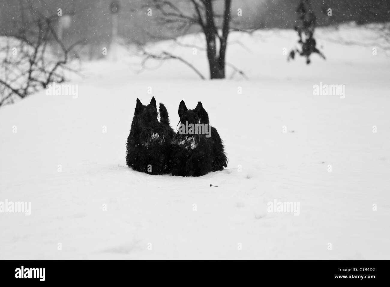 Scottish terriers n the snow Stock Photo