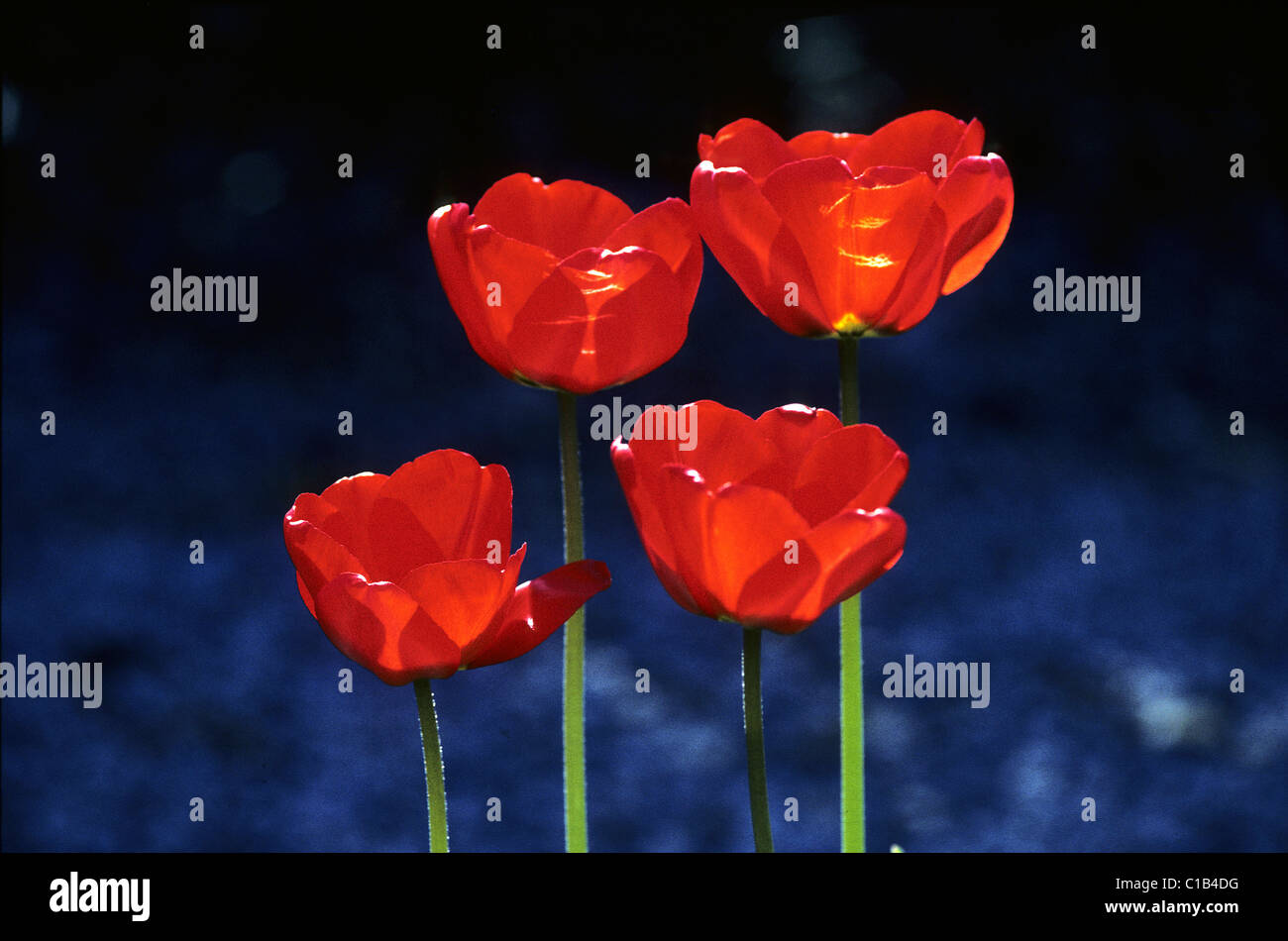 Four red tulips against dark blue background Stock Photo