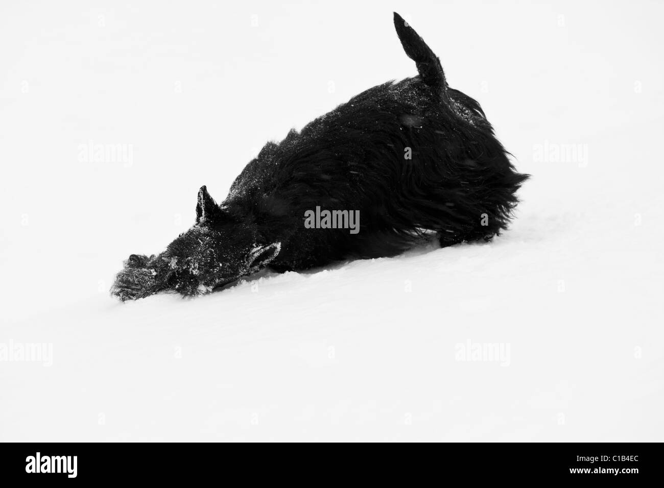 Scottish terrier in the snow Stock Photo