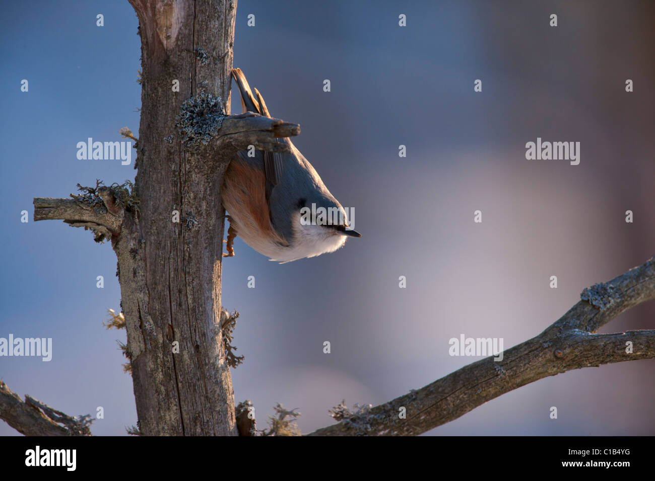 European nuthatch on scots pine bough Stock Photo