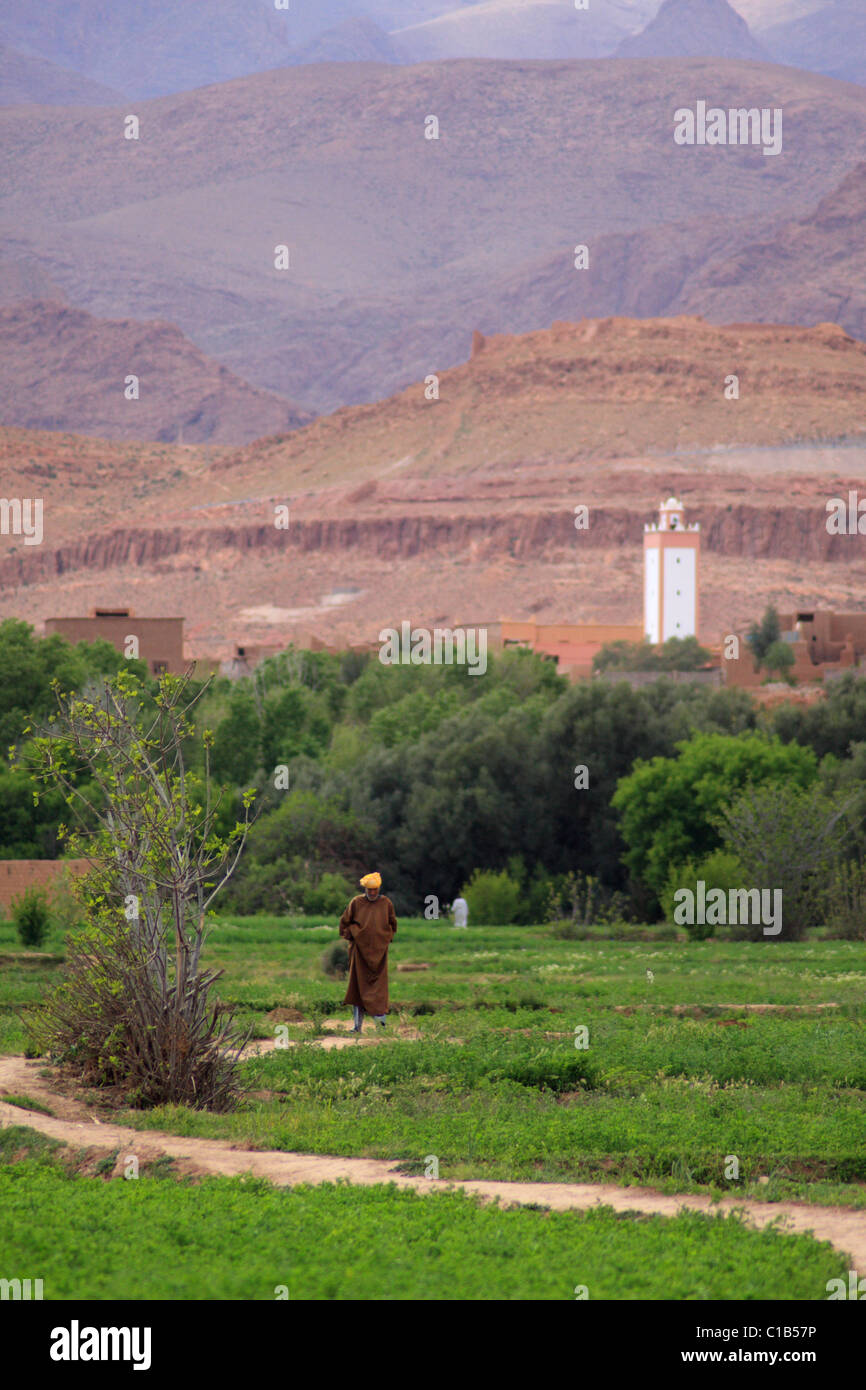 Man wearing jellaba walks through an oasis/palmery/cultivated land by a mosque in the Dades Valley near Tinehir, south Morocco Stock Photo