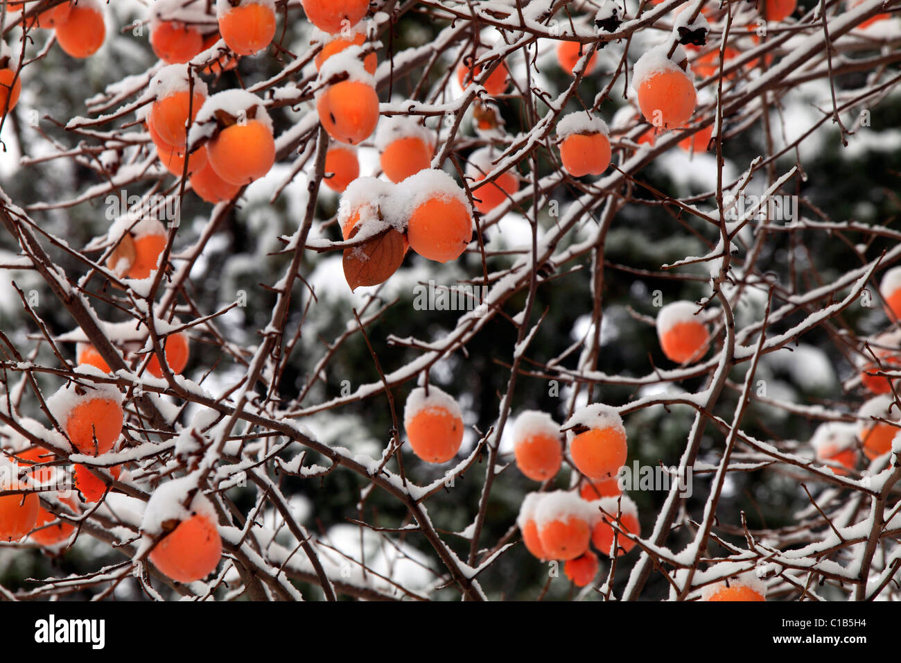 Khaki tree and snow, Tuscany, Italy, Europe Stock Photo