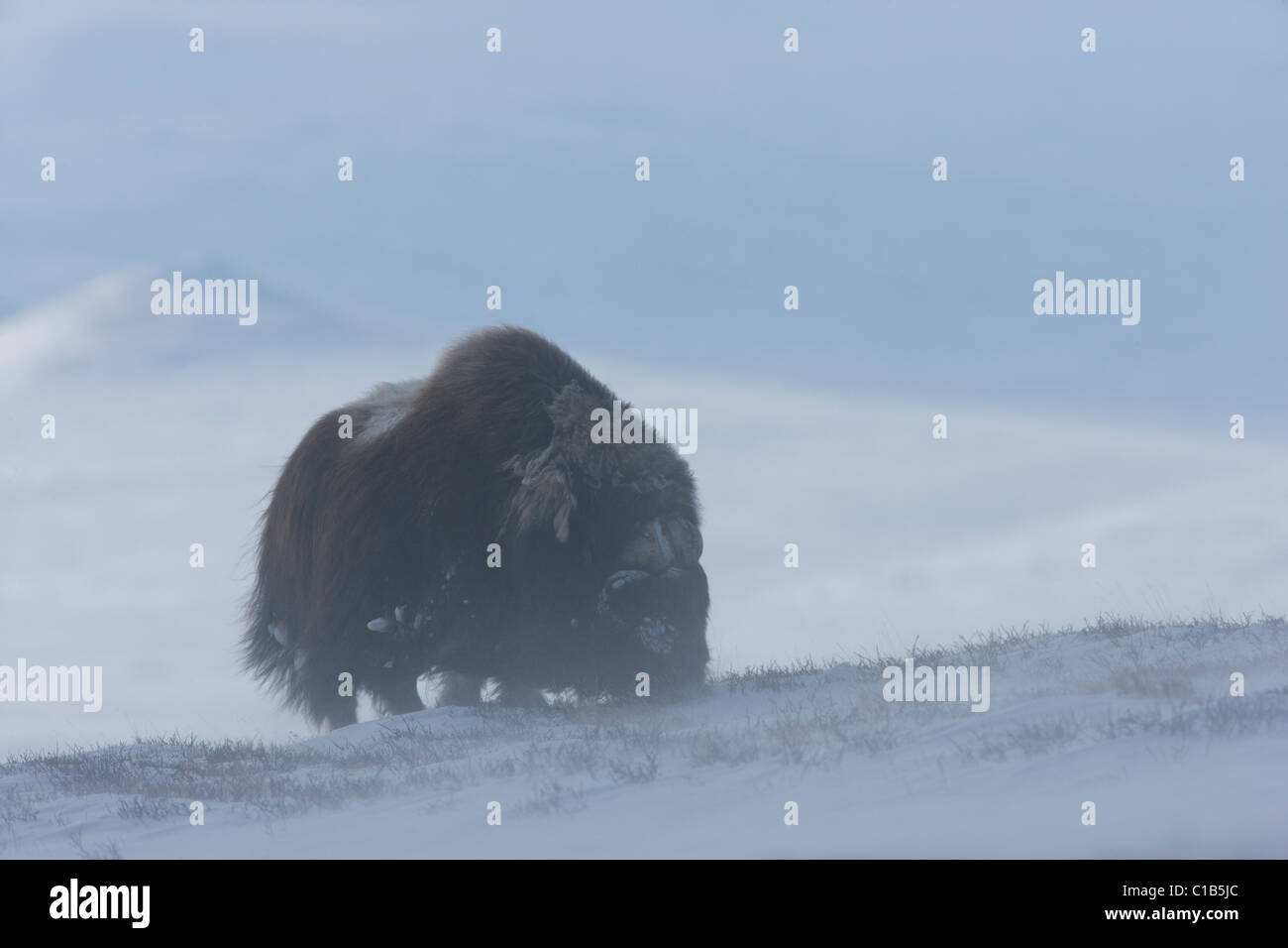Musk ox feeding Stock Photo Biology Diagrams