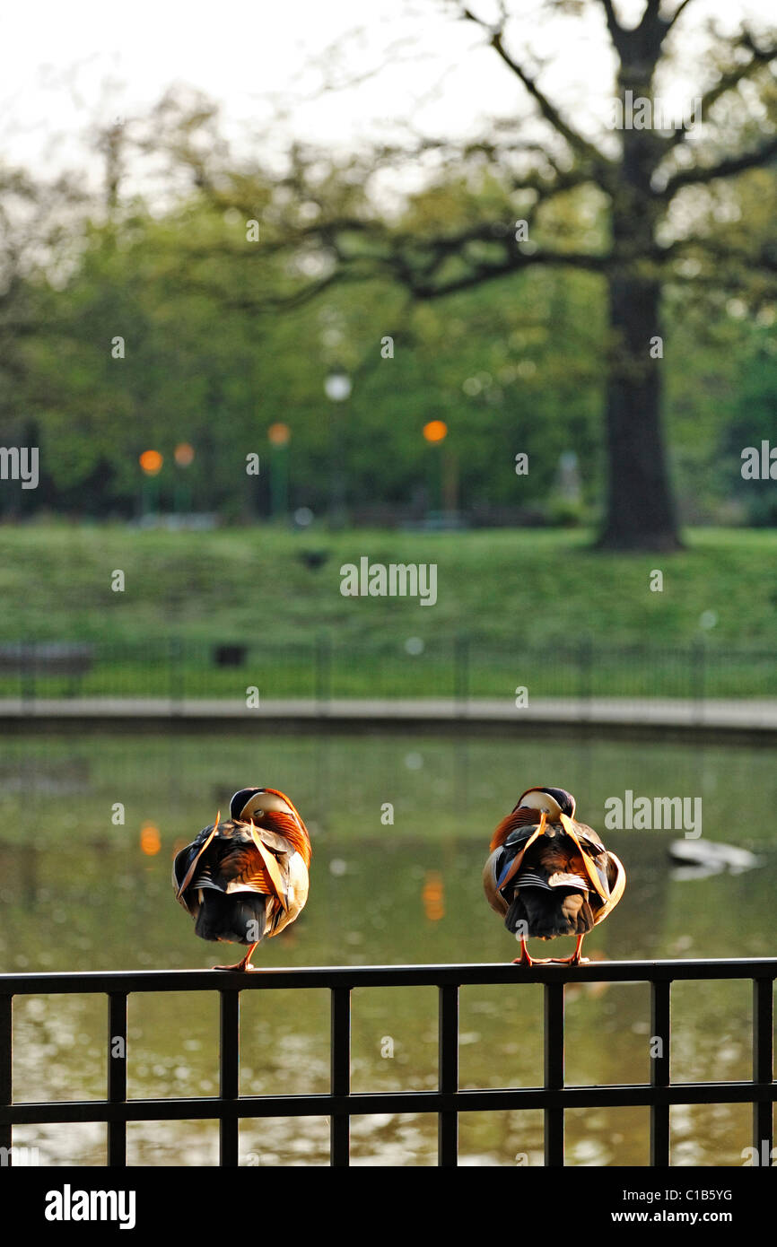 Mandarin ducks (Aix galericulata) in Volkspark Friedrichshain Park, Berlin, Germany Stock Photo