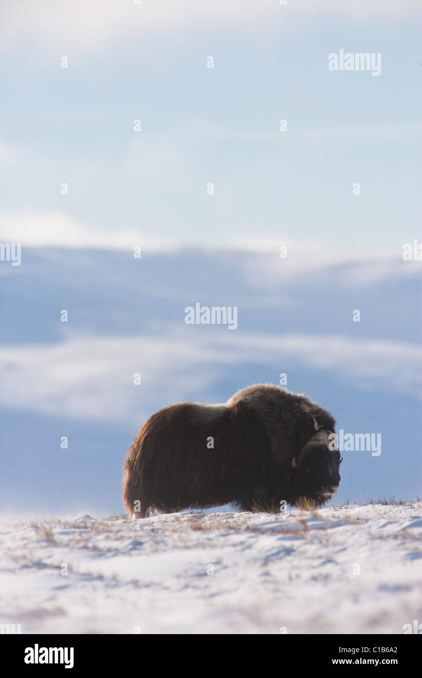 Musk Ox Family High Resolution Stock Photography and Images - Alamy