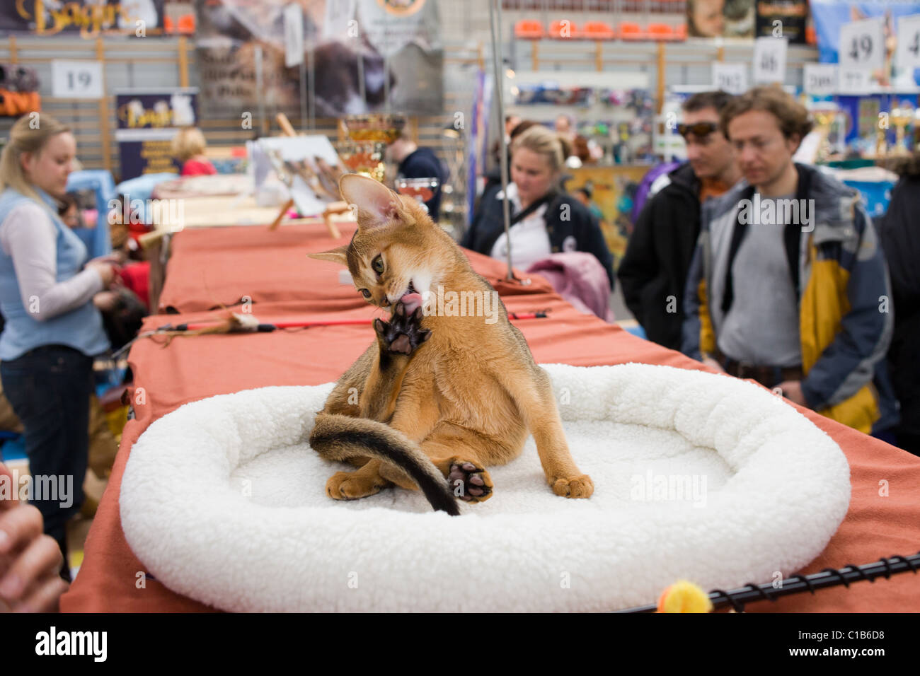 Little purebred cat on display at WCF World Show on March 13, 2011, Warsaw, Poland Stock Photo