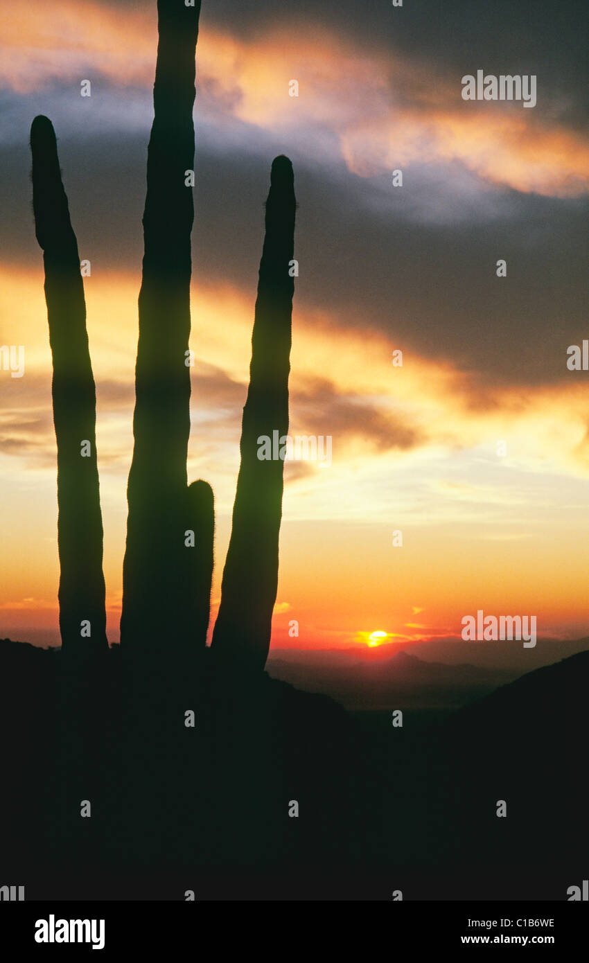 Arizona sunset in sonoran hi-res stock photography and images - Alamy
