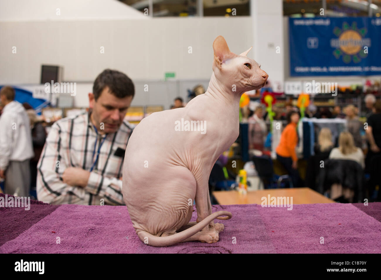 Don Sphynks cat - a Russian breed of a hairless cat at WCF World Show on March 13, 2011, Warsaw, Poland Stock Photo