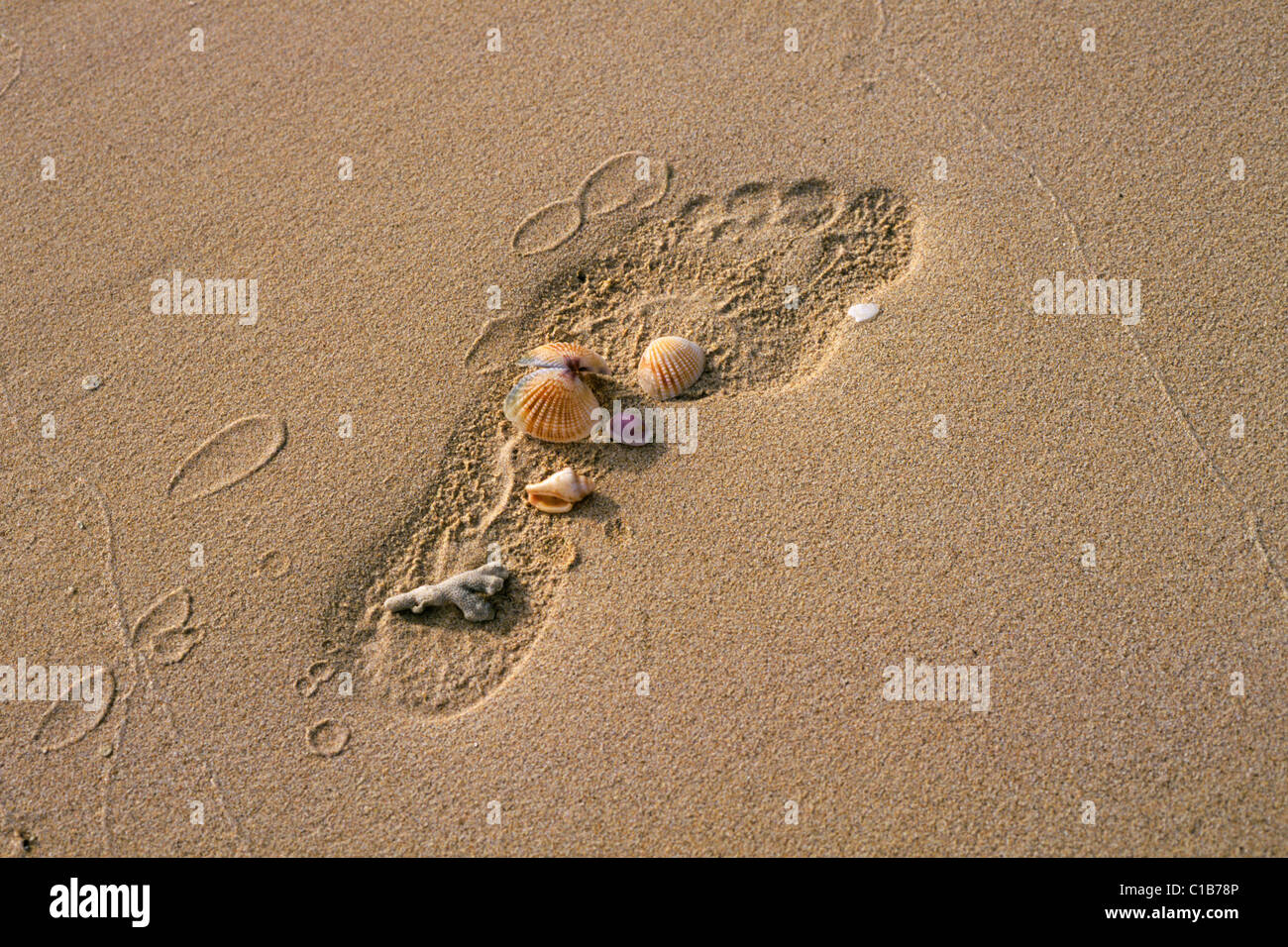 Sea shells and coral like in a footprint on a remote beach in the Fiji Islands Stock Photo