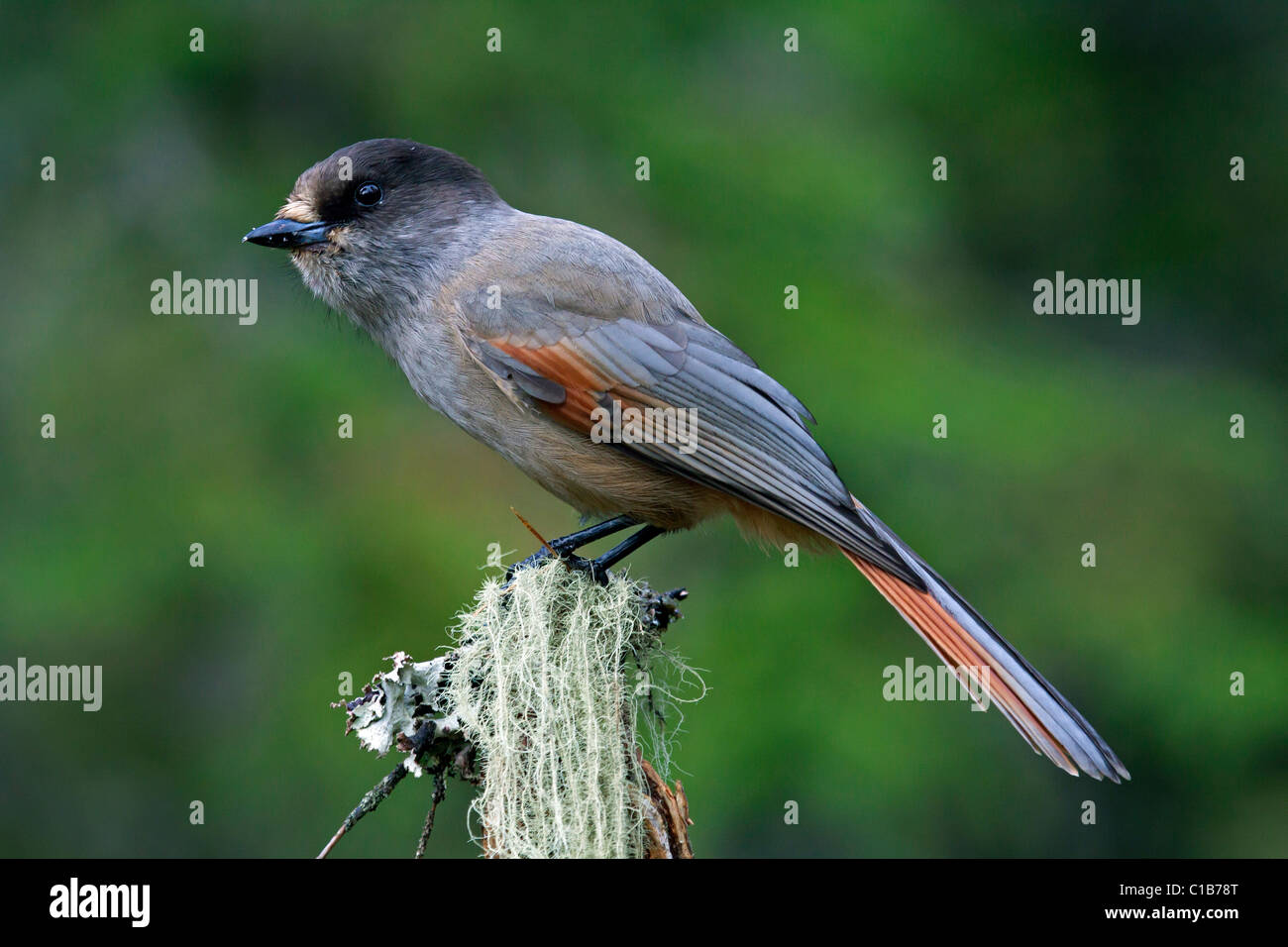 Siberian Jay (Perisoreus infaustus) perched on branch covered in lichen, Sweden Stock Photo