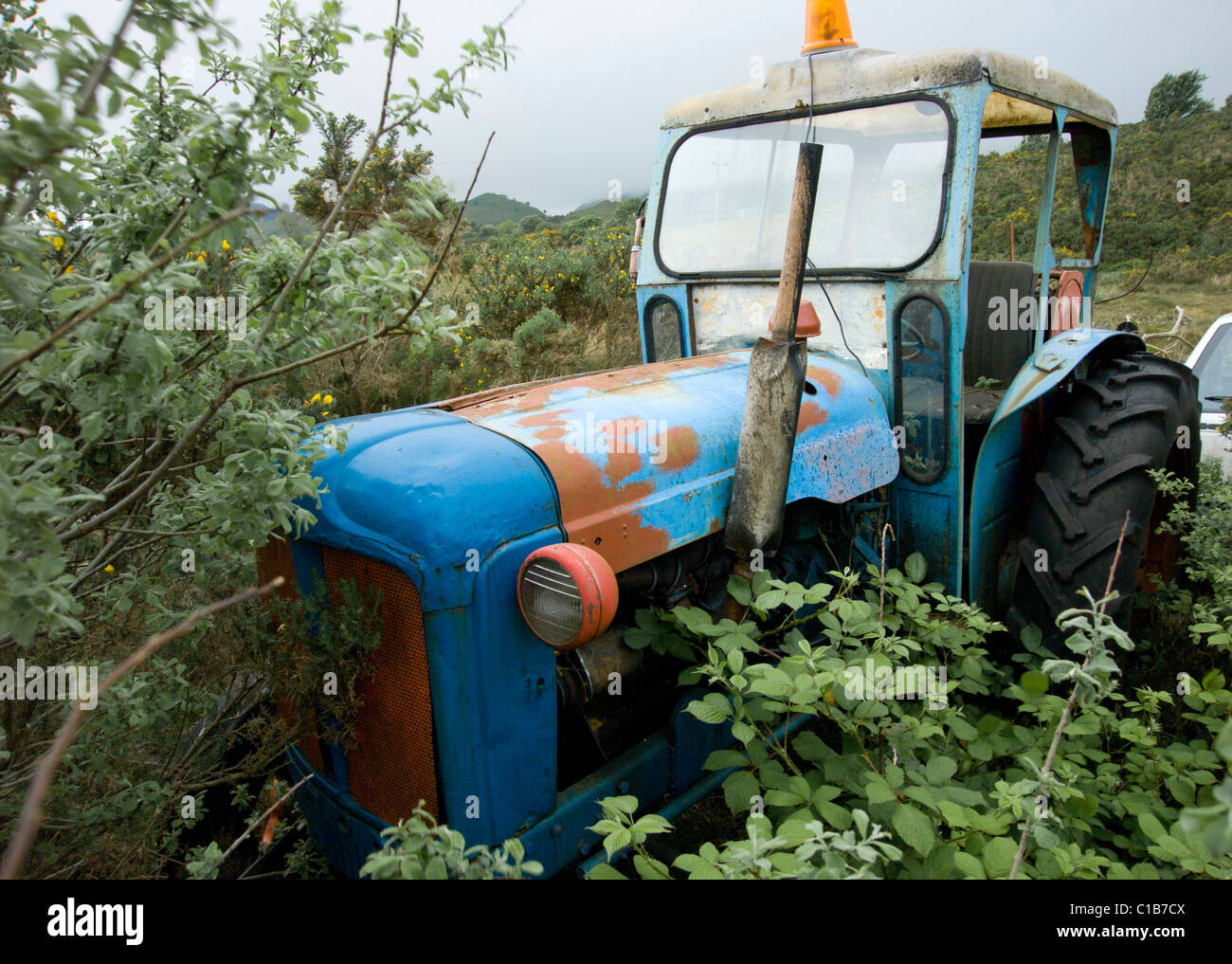 Old blue tractor in undergrowth Stock Photo